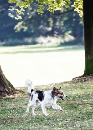 Impressionen Landhaus Flottbek Lauf 2016 - Bild 11 - Landhaus Flottbek Lauf 2016